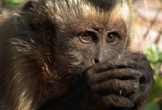 Escena de Brasil salvaje