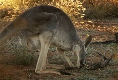 Escena de Canguro: Rey de Australia