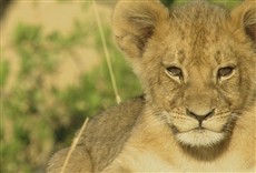 Escena de Cecil: el legado de un rey león