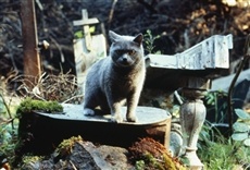 Escena de Cementerio viviente