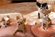 Escena de Chihuahua La Película