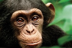 Serie Chimpancés
