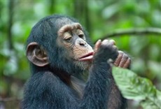 Escena de Chimpancés