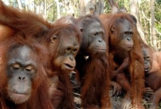 Serie Clan orangután