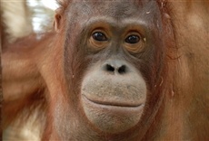 Escena de Clan orangután