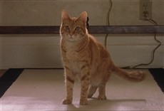 Escena de Como perros y gatos