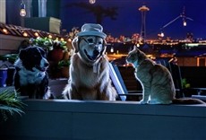 Escena de Como perros y gatos 3: Patas unidas