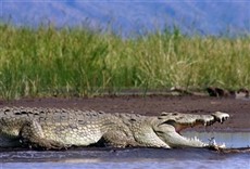 Escena de Concebido para matar