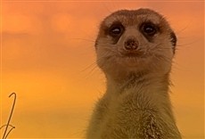 Escena de Conoce a las suricatas