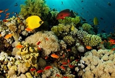 Televisión Cuba: arrecife secreto