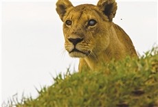 Escena de Depredadores del lago