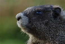 Escena de Destino Wild: Estados Unidos