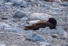 Escena de Destino Wild: Perú