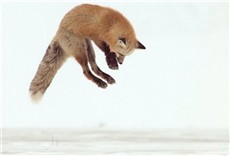 Escena de Destino Wild: Yellowstone