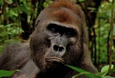 Escena de El Congo salvaje