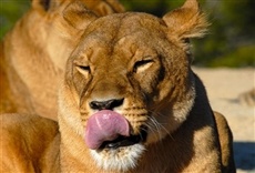 Escena de El exilio de la reina