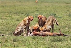 Escena de Serengeti