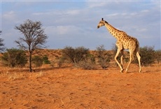Escena de El Kalahari salvaje