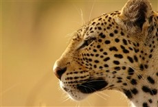 Escena de El lado salvaje de África