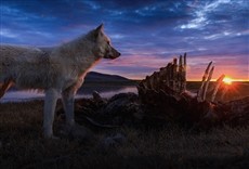 Escena de El legendario lobo blanco