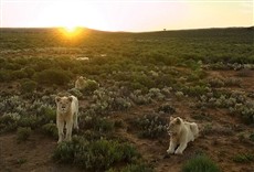 Escena de El león blanco