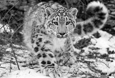 Serie El leopardo de las nieves de Afganistán
