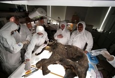 Escena de El mamut bebé