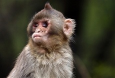 Escena de El mono ciego