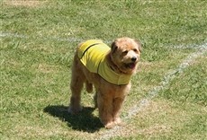 Película Un delantero muy peludo