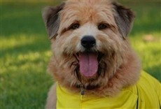 Escena de Un delantero muy peludo