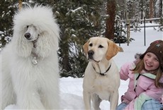 Escena de El perro que salvó la Navidad