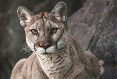 Escena de El puma de Los Andes