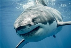 Escena de El regreso del gran tiburón blanco