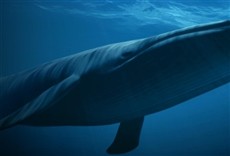 Escena de El reino de la ballena azul