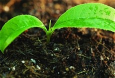 Escena de El reino de las plantas