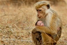 Escena de El reino de los monos