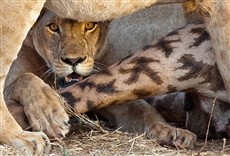 Escena de El reino del león