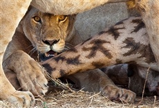 Escena de El reino del león