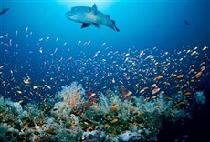 Escena de El reino del océano