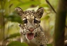 Escena de El rescate de las panteras