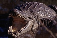 Escena de El rey de los cocodrilos