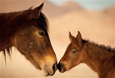 Escena de El salvaje Oeste de África