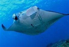 Escena de El secreto de la matarraya gigante