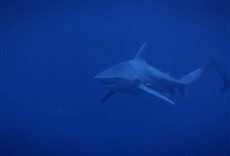 Escena de El tiburón toro más grande del mundo