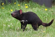Escena de El último Demonio de Tasmania