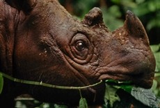 Serie El último rinoceronte de Sumatra