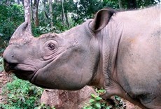 Escena de El último rinoceronte de Sumatra