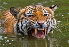 Escena de El último tigre de sumatra