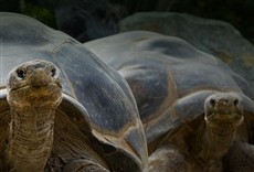 Escena de El zoológico de San Diego