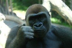 Escena de El zoológico del Bronx